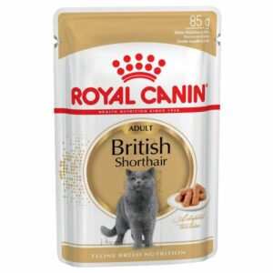 British Shorthair - Sauce