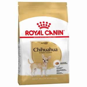 Chihuahua Adult