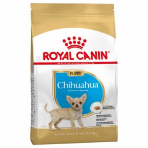 Chihuahua Puppy