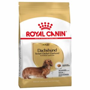 Dachshund Adult