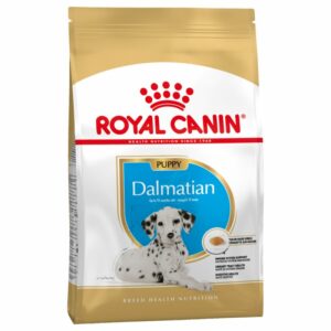 Dalmatian Puppy