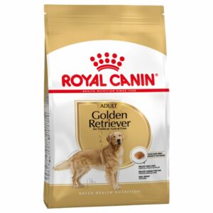 Golden Retriever Adult