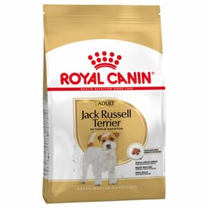 Jack Russell Terrier Adult