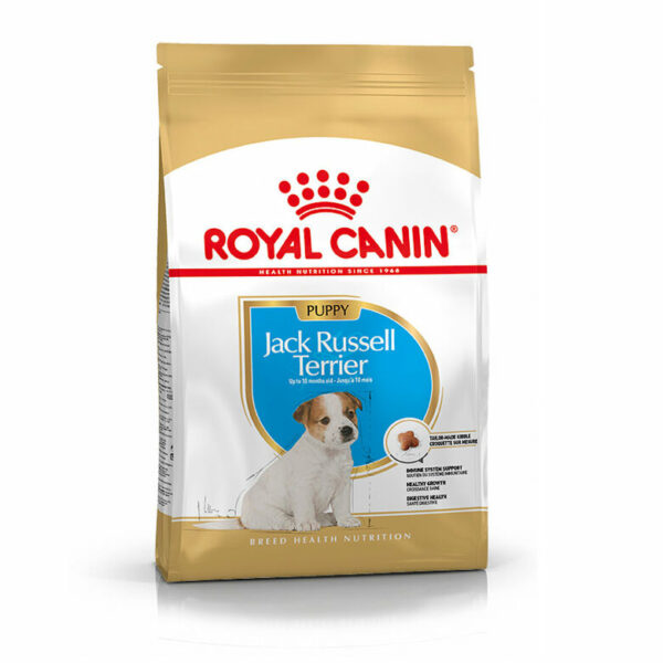 Jack Russell Terrier Puppy