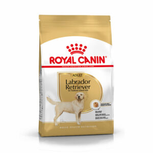 Labrador Breed Health