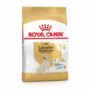 Labrador 5+