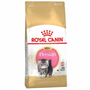 Persian Kitten