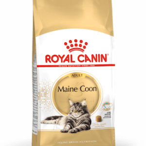 Maine Coon